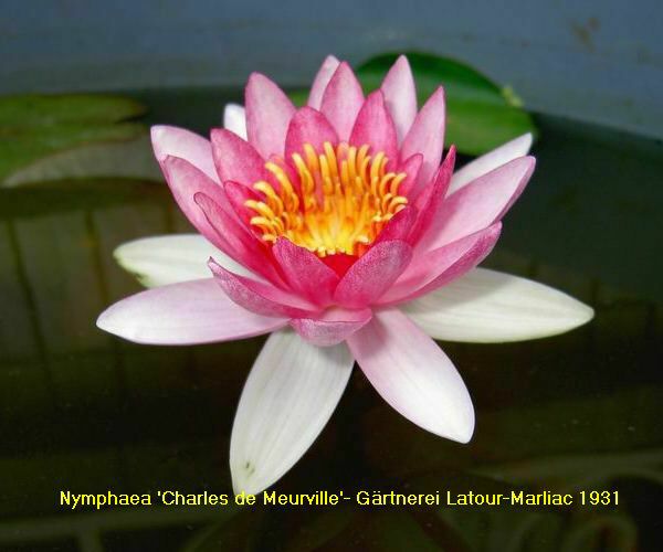 Nymphaea 'Charles De Meurville'