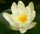 Nymphaea-alba-minor-03.jpg