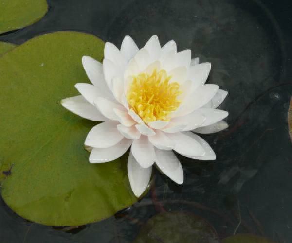 Nymphaea Apple Blossom Pink