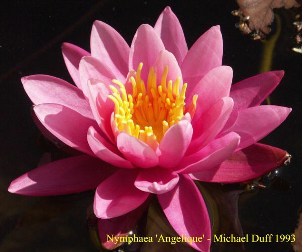 Nymphaea 'Angelique'