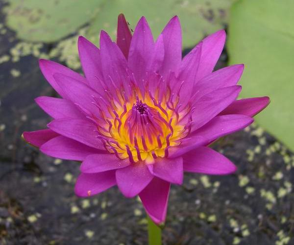 Nymphaea capensis var. zanzibariensis 'Rosea'