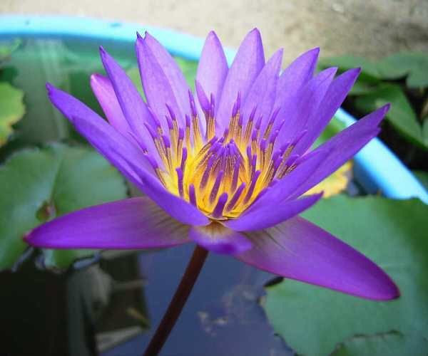 Nymphaea 'Clint Bryant'