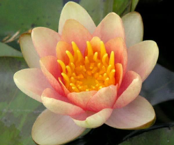 Nymphaea 'Comte de Bouchaud'