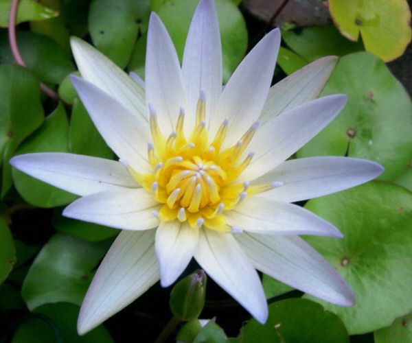  Nymphaea 'Daubenyana' - syn. Dauben in USA