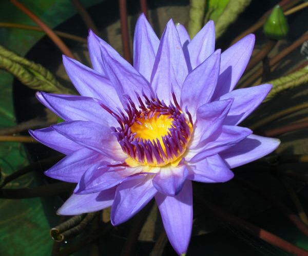 Nymphaea 'Director George T. Moore'