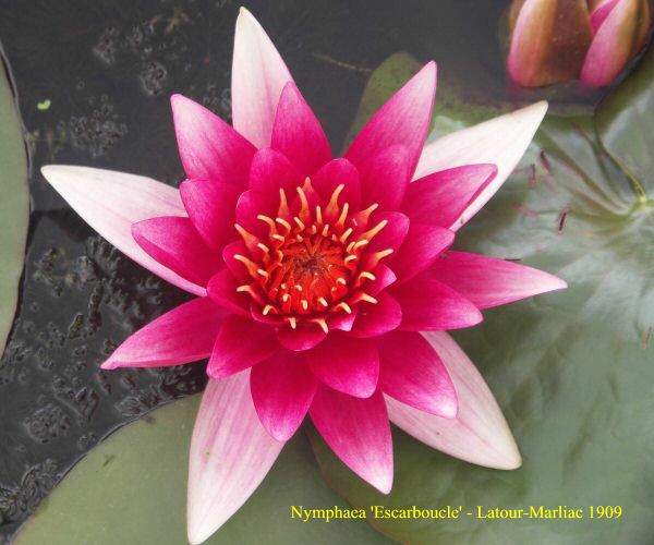 Nymphaea 'Escarboucle'