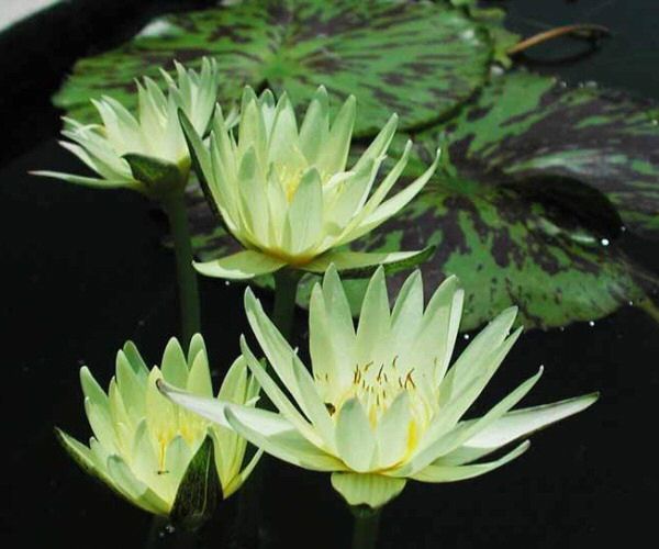 Nymphaea 'Eldorado' (syn. 'City of Gold')