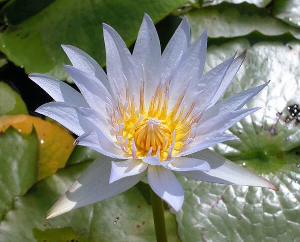 Nymphaea 'Electra'