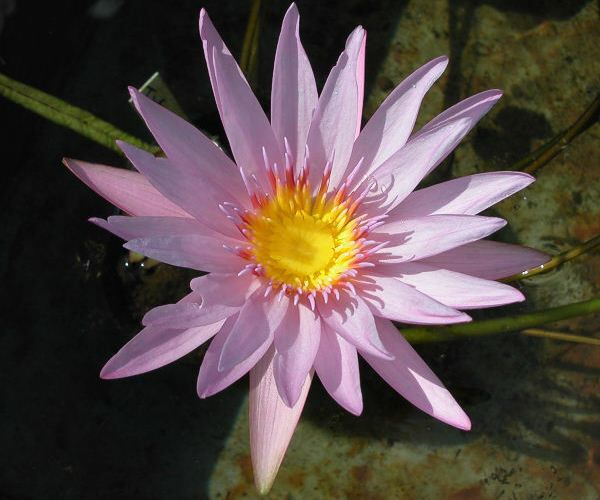 Nymphaea 'Enchantment'