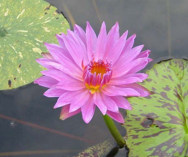 Nymphaea 'Eve´s Solitares'