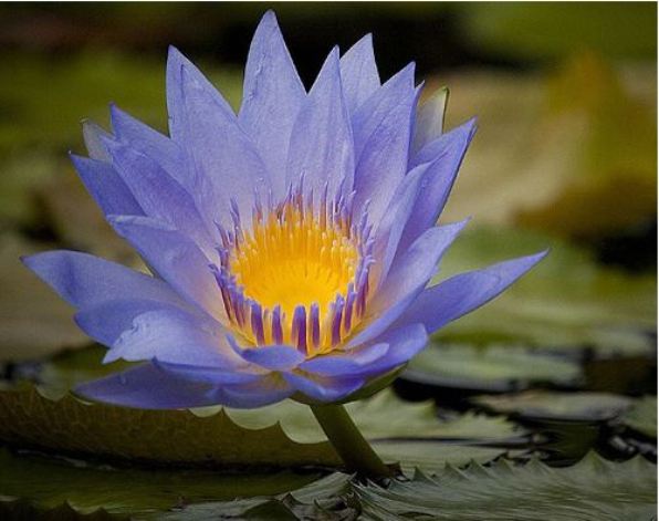   Nymphaea 'Excalibur'