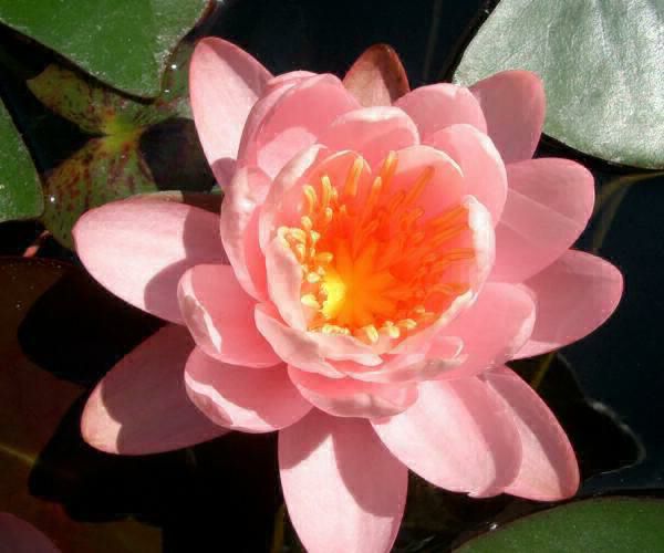 Nymphaea 'Fen zhuang'