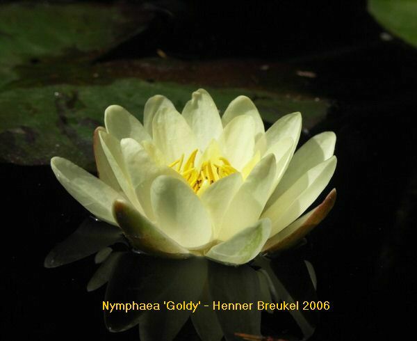 Nymphaea 'Goldy'