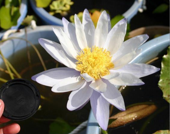 Nymphaea gigantea 'Albert de Lestang'