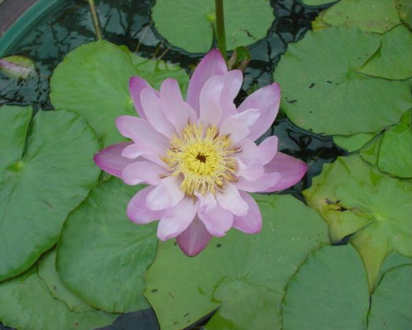 Nymphaea gigantea var. neorosea