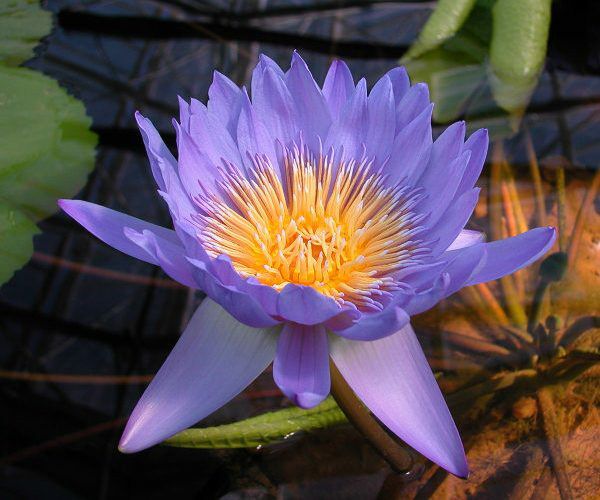 Nymphaea 'Henry Shaw'