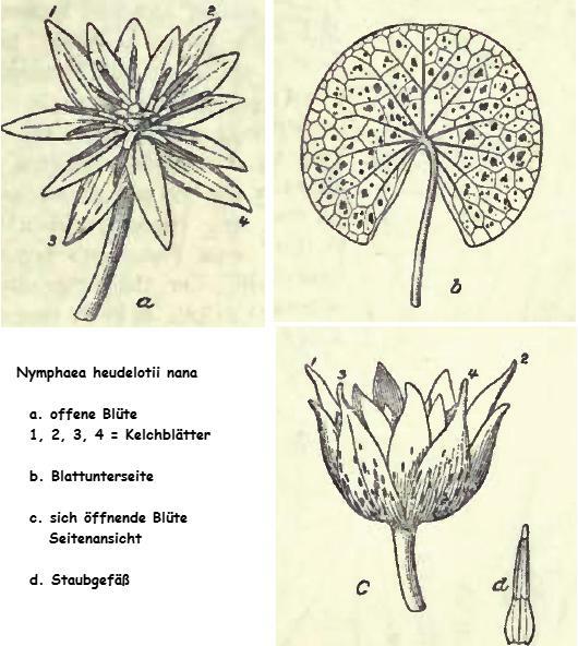 Nymphaea heudelotii