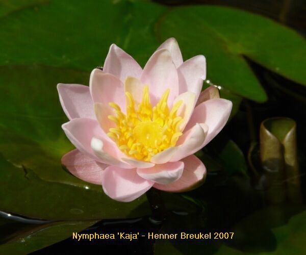 Nymphaea 'Kaja rosa'