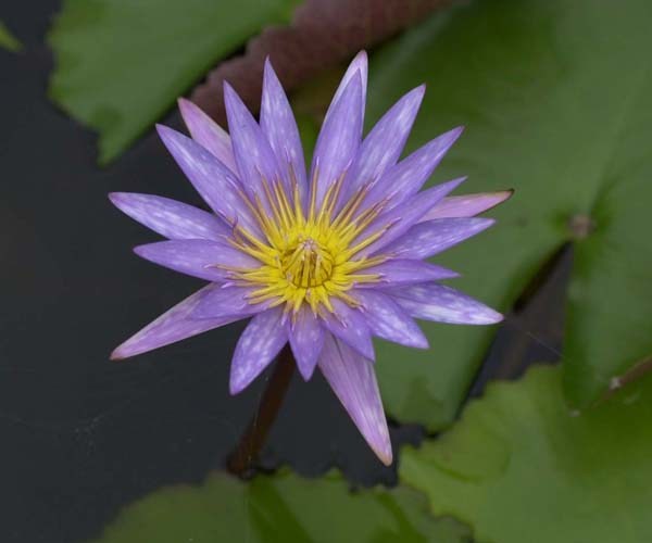 Nymphaea 'Islamorada'