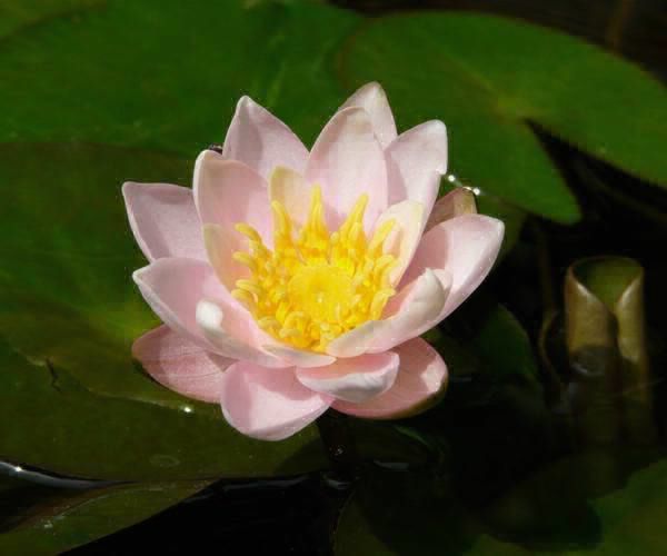 Nymphaea 'Kaja Rosa'