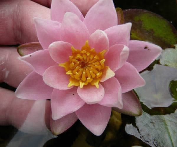 Nymphaea 'Kaja Rosarot' 