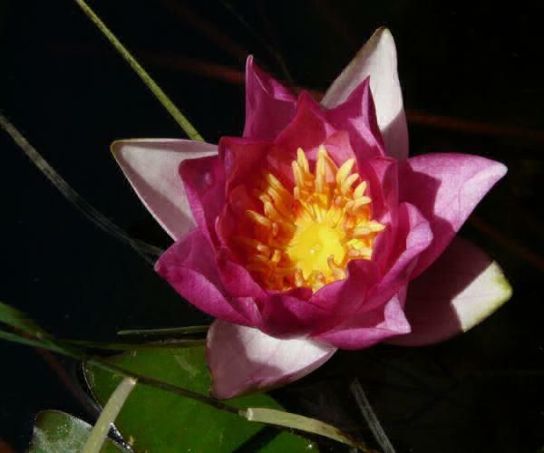 Nymphaea 'Karin von Wehrberg'