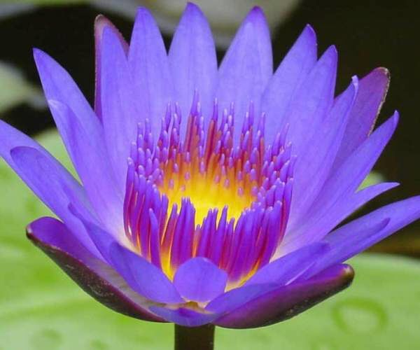 Nymphaea 'King of Blues'
