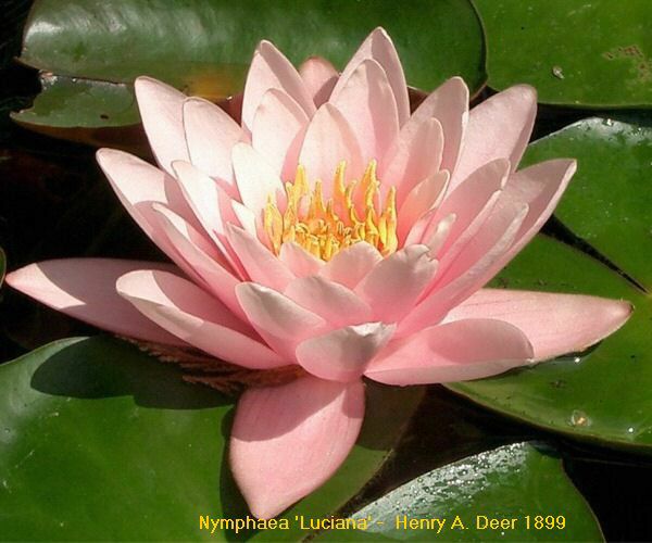 Nymphaea 'Luciana'