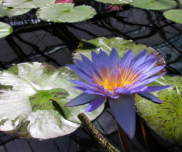 Nymphaea 'Laura Frase'