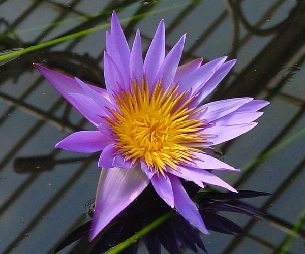 Nymphaea 'Lilac Queen'