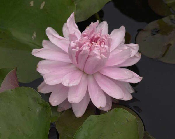 Nymphaea 'Lily Pons' Seerosen Teichpflanze Teichpflanzen winterharte Seerose 