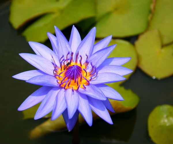 Nymphaea 'Lina Almacolle' '