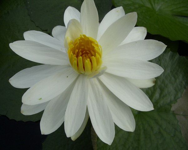 Nymphaea lotus therm