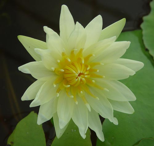 Nymphaea 'Luangthong' '