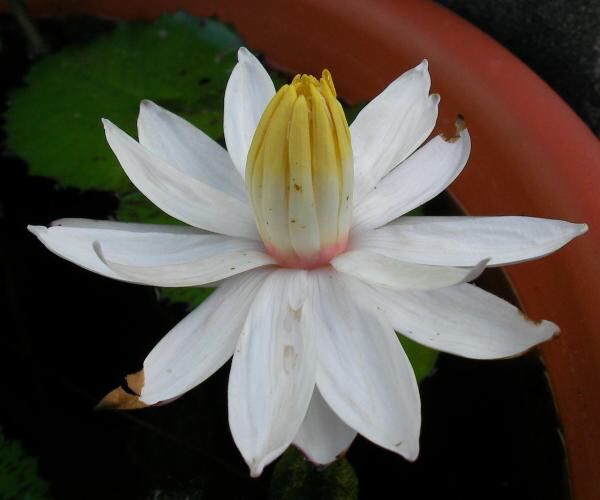 Nymphaea zenkeri