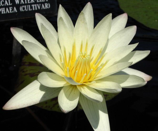 Nymphaea 'Marian Strawn'