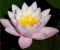 nymphaea_marliacea_carnea-1.jpg