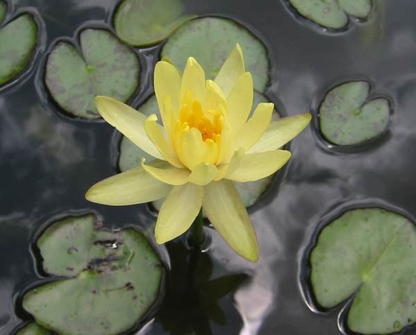 Nymphaea mexicana f. canaveralensis Frase 1958