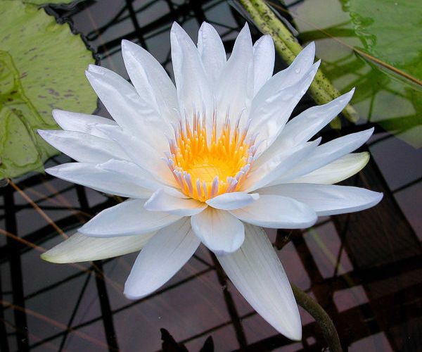 Nymphaea 'Mrs. Edwards Whitaker'