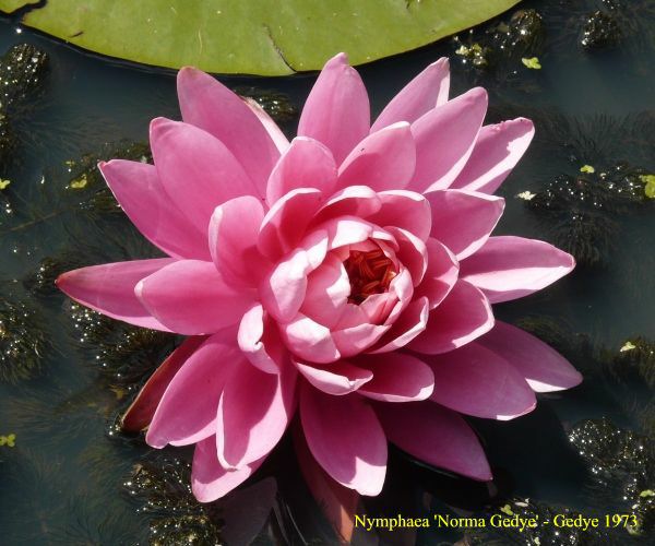 Nymphaea 'Norma Gedye'