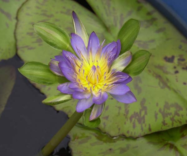 Nymphaea 'Nangkwag Purple'