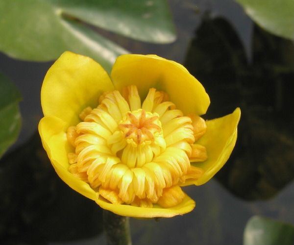 Nuphar japonica