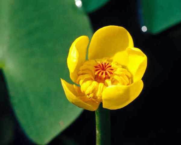 Nuphar rubrodiscum