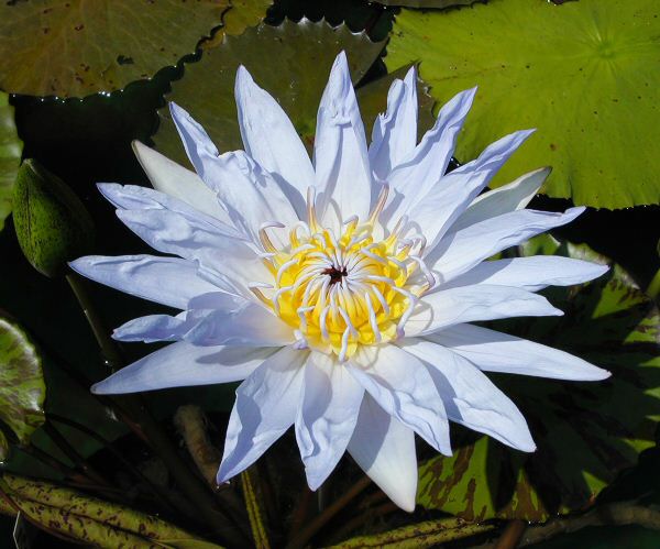 Nymphaea 'Pamela'