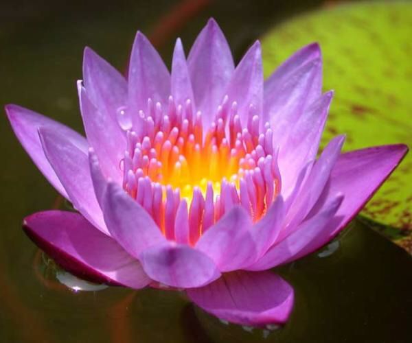 Nymphaea 'Panama Pacific'