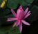 Perrys_Cactus_Pink-1.jpg