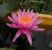 Perrys_Cactus_Pink-2.jpg