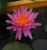 Perrys_Cactus_Pink-3.jpg