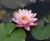 Nymphaea_Perrys_Crinkled_Pink_1.jpg