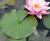 Nymphaea_Perrys_Crinkled_Pink_2.jpg